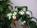 Bleeding Heart